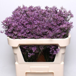 Limonium Piuma Dark (Лимониум Пиума Дарк) В45