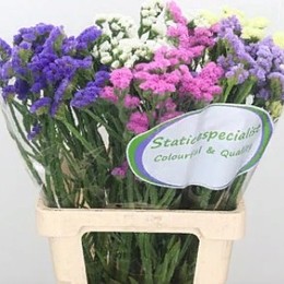 Limonium S Gemengd (Лимониум С Геменд) В70