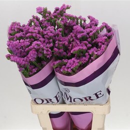 Limonium S Rosa Sun Birds (Лимониум С Роза Сан Бердс) В55