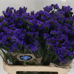 Limonium Statice Blue (Лимониум Статица Блу) В70