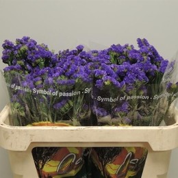 Statice Crystal Dark Blue (Статица Кристал Дарк Блу) В45