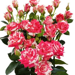 Rosa Tr Firefox(Роза Тр Фаерфокс)В40