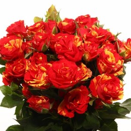 Rosa tr fire flash(Роза тр. Фаер Флеш) В60