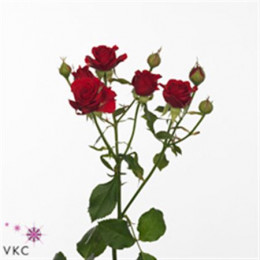 Rosa Tr Mirabel (Роза Тр Мирабел) В70