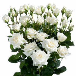 Rosa Tr Jeanine (Роза Тр Джанин) В50