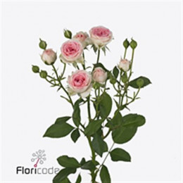 Rosa Tr Kate-lynn (Роза Тр Кейт-Лин) В50