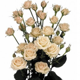 Rosa Tr Jana (Роза Тр Джана) В60
