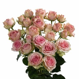 Rosa Tr Dinara (Роза Тр Динара) В60