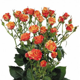 Rosa Tr Fire Flash (Роза Тр Пожарной Флеш) В60