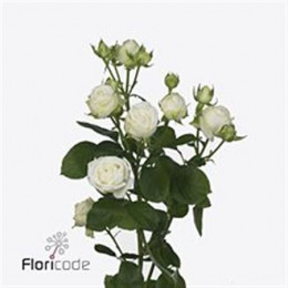 Rosa Tr Miss Bombastic (Роза Тр Мисс Бомбастик) В70