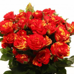 Rosa tr fire flash(Роза тр. Фаер Флеш) В70