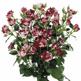 Rosa Tr Flash Night (Роза Тр Флеш Найт) В50