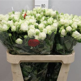 Rosa Tr Miss Bombastic (Роза Тр Мисс Бомбастик) В60