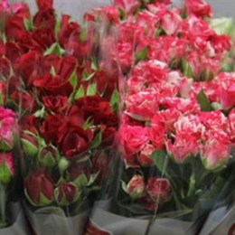 Rosa Tr Gem In Bos (Роза Тр Гем Ин Бос) В40
