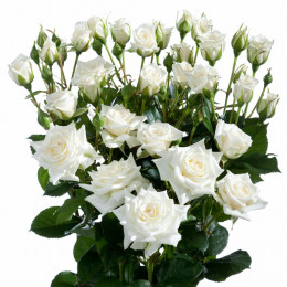 Rosa Tr Jeanine (Роза Тр Джанин) В60