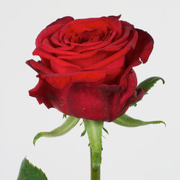 Rosa Gr Red Naomi (Роза Гр Ред Наоми) В60 ROSE HILL
