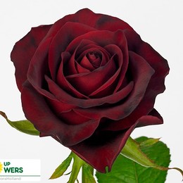 Rosa Gr Gladiator (Роза Гр Гладиатор) В50