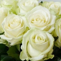 Rosa Gr Avalanche (Роза Гр Аваланж) B60 Ступино