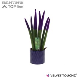 Сансевиерия Бархатная Touchzz Фиолетовая С Точками Керамика ( Sansevieria Velvet Touchz Purple Met D