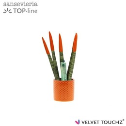 Сансевиерия Бархатное Прикосновениеz Оранжевый С Точками Керамика ( Sansevieria Velvet Touchz Orange