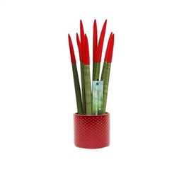 Сансевиерия Бархатное прикосновениеz Красная керамика в горошек ( Sansevieria Velvet Touchz Red Met