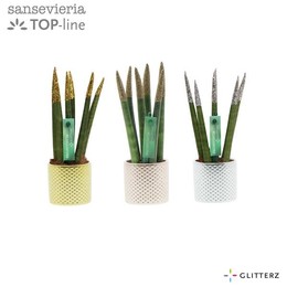Сансевиерия Бархатное Прикосновение И Блеск ( Sansevieria Velvet Touchz Glitterz Mixed Met Dots ) W