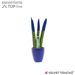 Сансевиерия Бархатное прикосновение ( Sansevieria Velvet Touchz Blue In ceramics Osaka ) W 6 см H 18