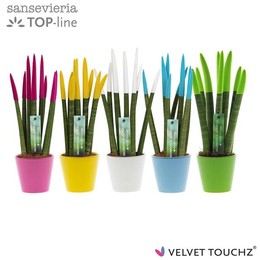Сансевиерия Бархатное прикосновение ( Sansevieria Velvet Touchz Colourfull Easter Mixed I ) W 6 см H