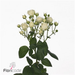 Rosa Tr White Bubbles (Роза Тр Вайт Бабблс) В60