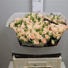 Rosa Tr Sweet Sara (Роза Тр Свит Сара) В60