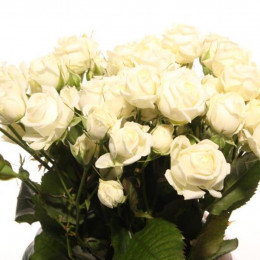 Rosa tr white bubbles(Роза тр. Вайт Бабблс) В50