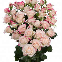 Rosa Tr Reflex (Роза Тр Рефлекс) В50