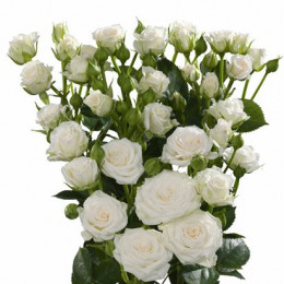 Rosa Tr White Lady (Роза Тр Вайт Леди) В60