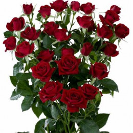 Rosa Tr Rubicon (Роза Тр Рубикон) В50