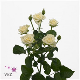 Rosa Tr Snow Flake (Роза Тр Сноу Флейк) В40