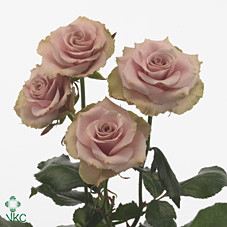 Rosa Tr Old Dutch (Роза Тр Олд Датч) В40
