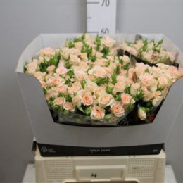 Rosa Tr Sweet Sara (Роза Тр Свит Сара) В50