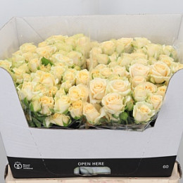Rosa Tr Salinero (Роза Тр Салинеро) В50