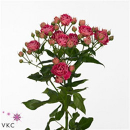 Rosa Tr Splendid Sensation (Роза Тр Сплендид Сенсейшн) В60