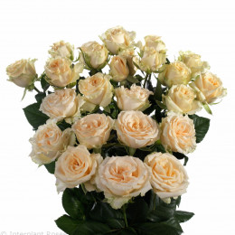 Rosa Tr Salinero (Роза Тр Салинеро) В60