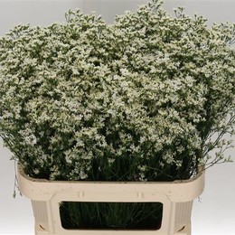 Limonium Sin White Diamon (Лимониум Син Вайт Диамон) В70