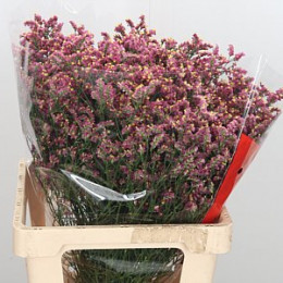 Limonium Sin Scarlet Dia (Лимониум Син Скарлет Диа) В65