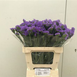 Limonium S Girlie Wings (Лимониум Статица Гирли Вингс) В75