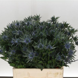 Eryngium Orion (Эрингиум Орион) В40