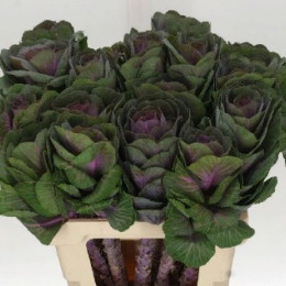 Brassica Crane Rose (Брассика Кране Роус) В55