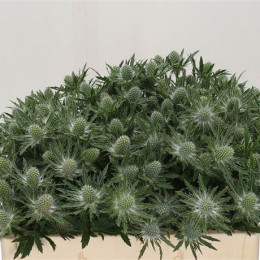 Eryngium Sirius Questar (Эрингиум Сириус квестар) В55