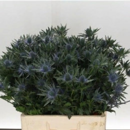Eryngium Orion (Эрингиум Орион) В60