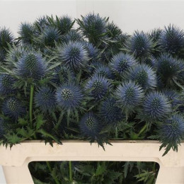 Eryngium Magnetar Qstar (Эрингиум Магнетар Квестар) В65