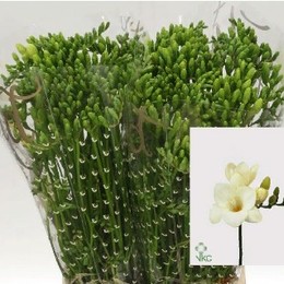 Freesia En Ambassador (Фрезия Эн Амбассадор)