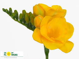 Freesia double Soleil (Фрезия Дабл Солейл) В54